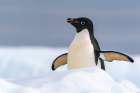 Antarctica, Yalour Islands. Adelie penguin close-up. Art Print